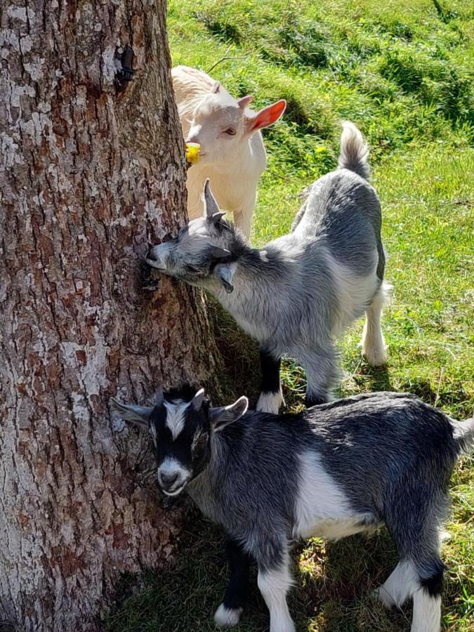 Ferienwohnung Urlaub An Der Grenze Lauterbach  Exterior foto